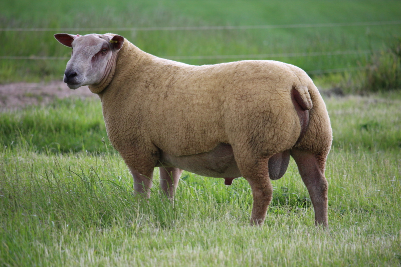 Edstaston Orwell Lot 35